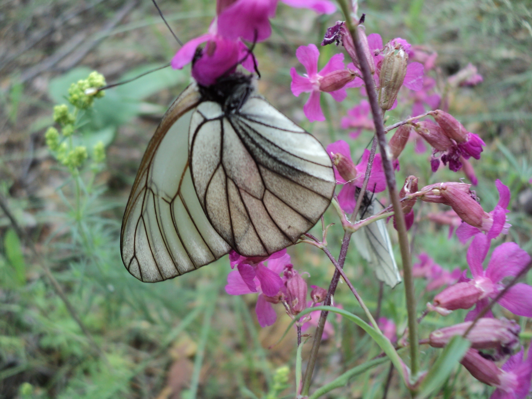 *** 