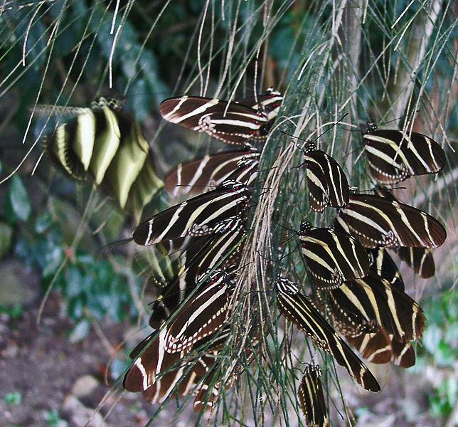 Ночлег зебр. 1 бабочки много zebra Heliconius