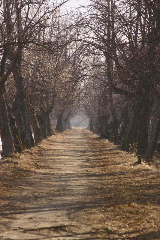 В старом парке  вечер, аллея, весна,...