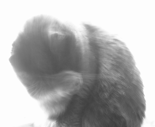 Feline Blur кошка окно черная белая