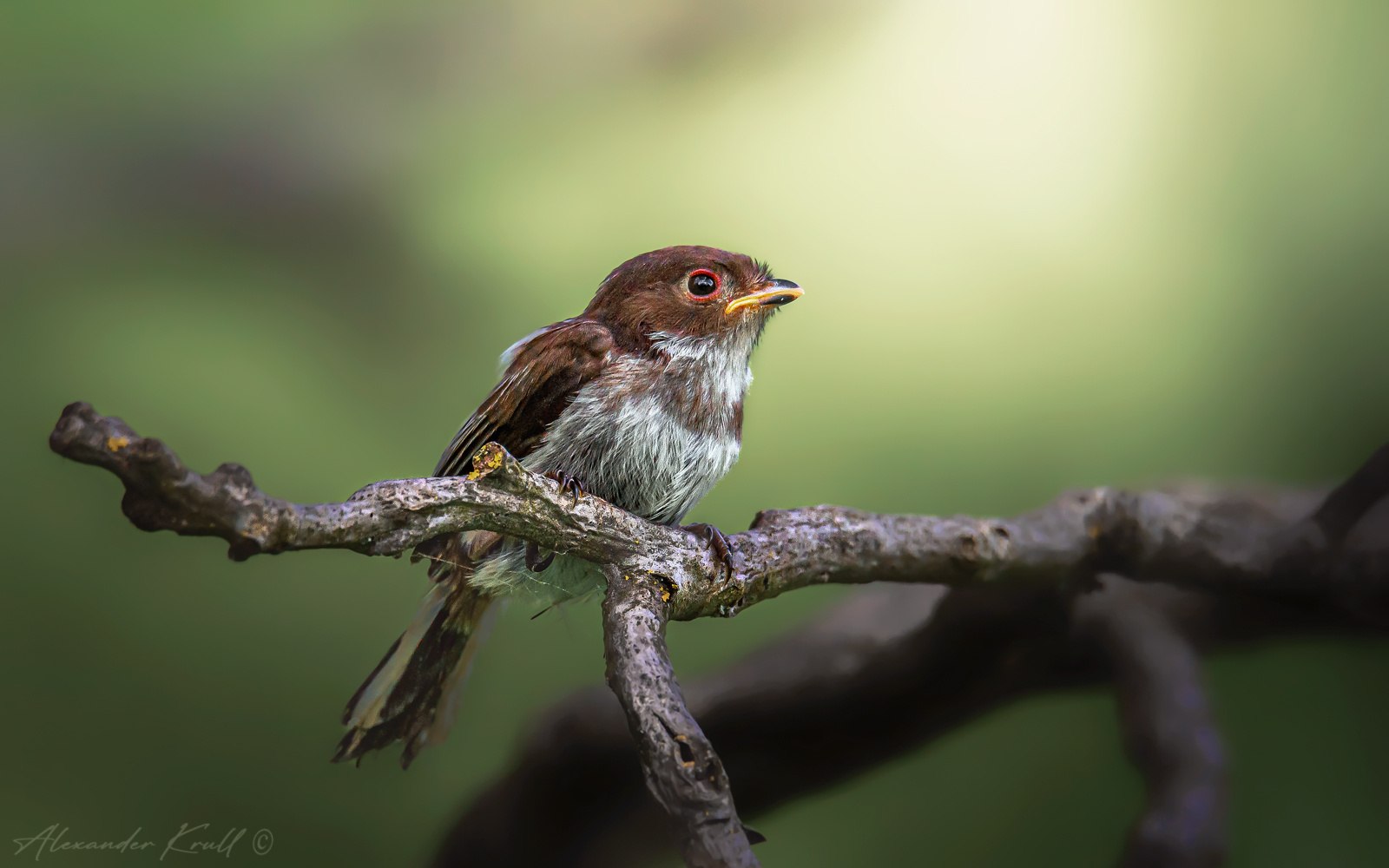 Кроха длиннохвостая синица ополовник aegithalos caudatus