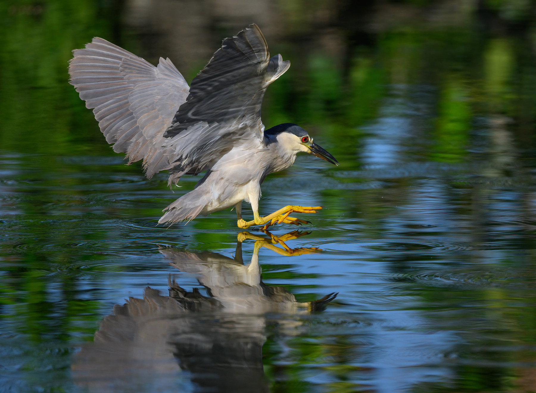 Black-crowned night heron 