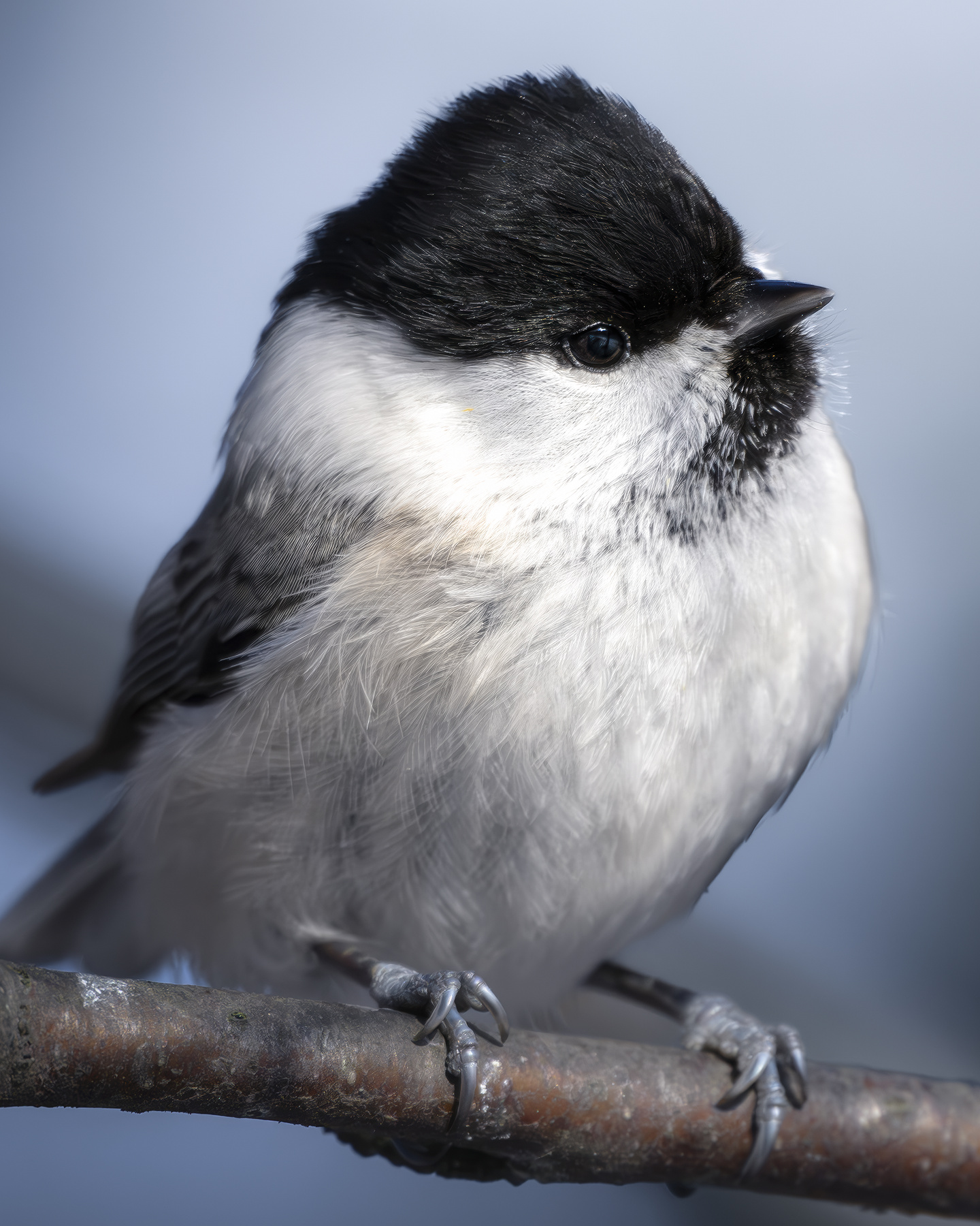 Буроголовая гаичка (Poecile montanus) 