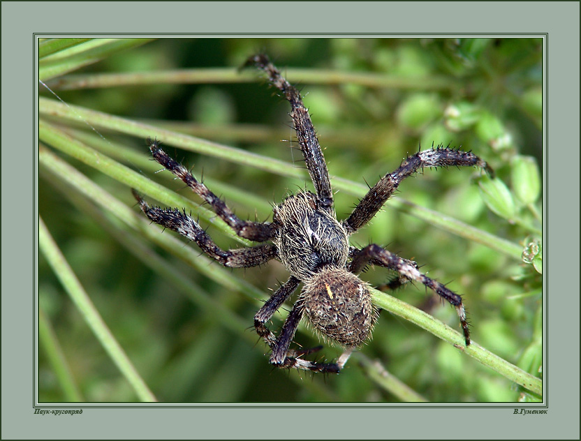 Крестовик (5) Паук Крестовик Araneidae