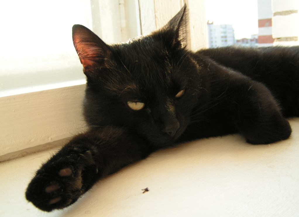 Кот Мыслитель Кот Черный