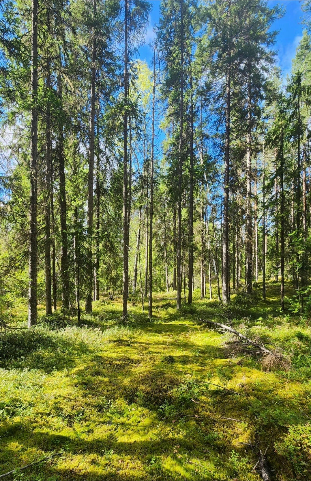 Карельский лес 