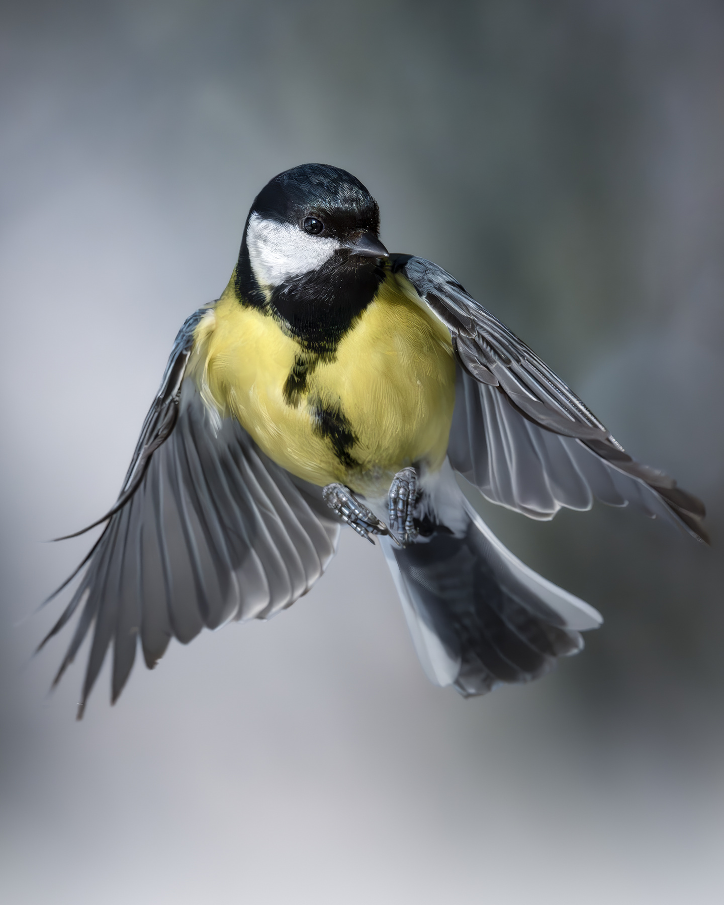 Большая синица (Parus major) 
