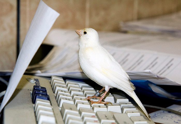 Сюита си бемоль мажор на PC животные птицы канарейки офис
