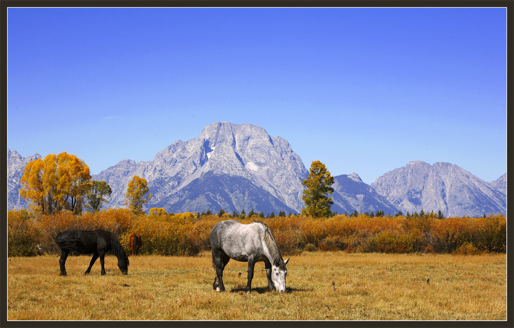 Grand Teton #2 grand teton autumn horses