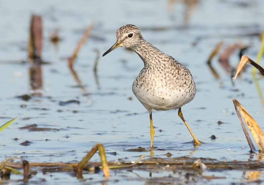 Что там? Поручейник, Marsh Sandpiper, Tringa stagnatilis