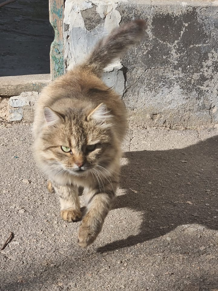 Котя недоволен кошки дома