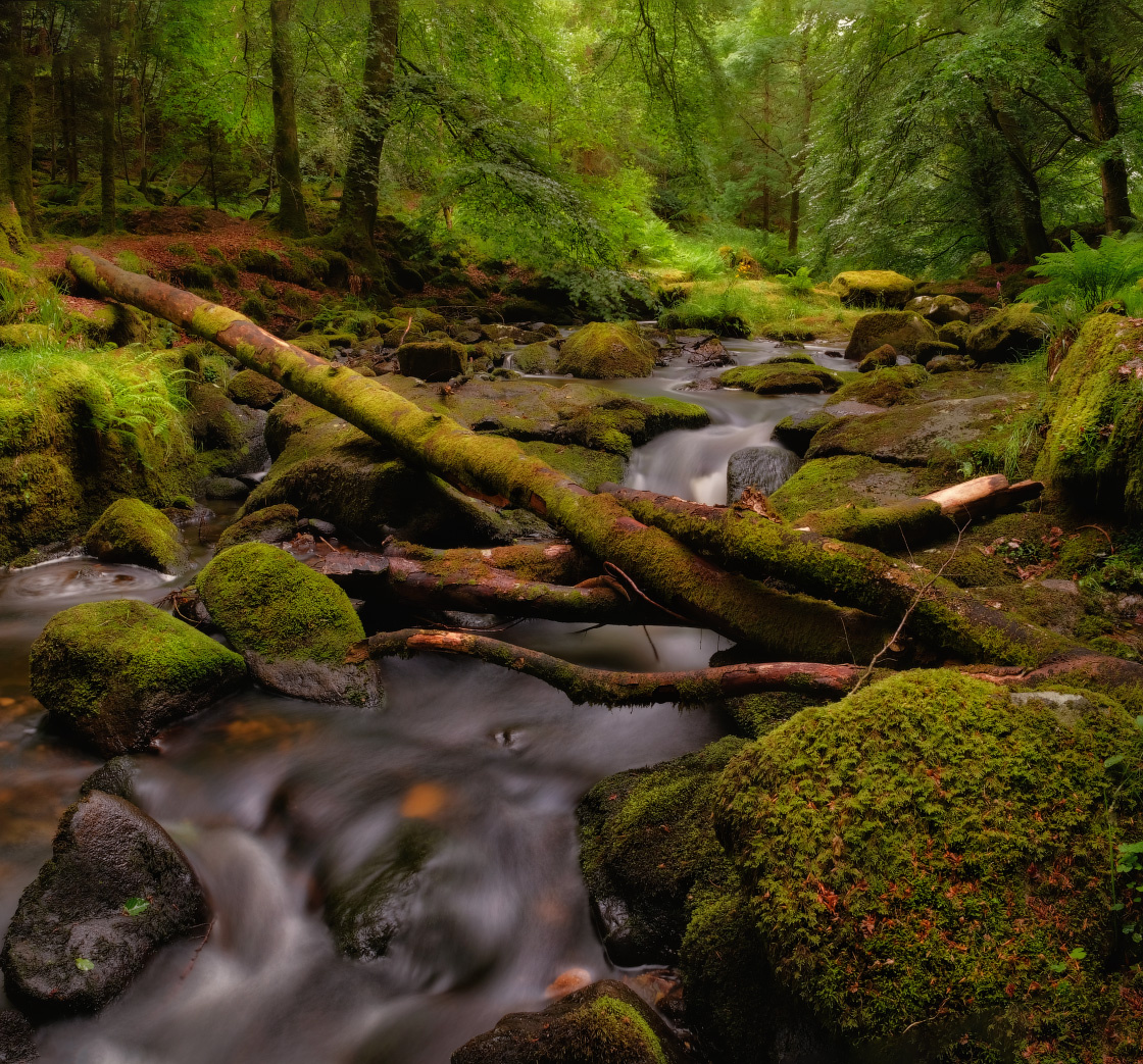 ...mysterious wood... ireland nature outdoors scenic long exposure cloghleagh creeks wicklow mountains stream water river mysterious wood forest fairy tail log rocks stones mossy green picturesque spectacular europe travel tourism