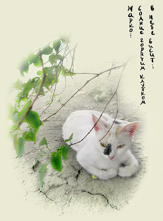 *** кошка, не, рыжая
