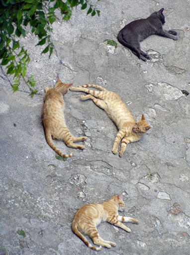 кошачья сиеста кошки