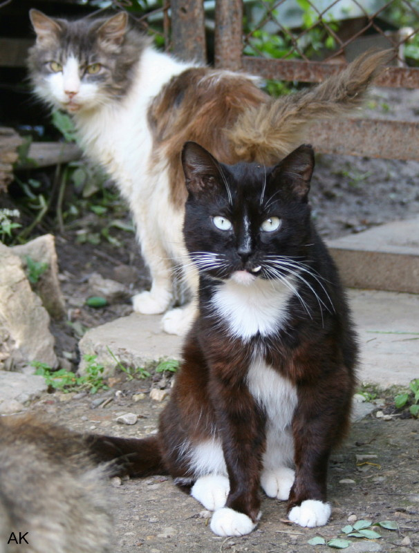 Азазелло Кот, дача, лето