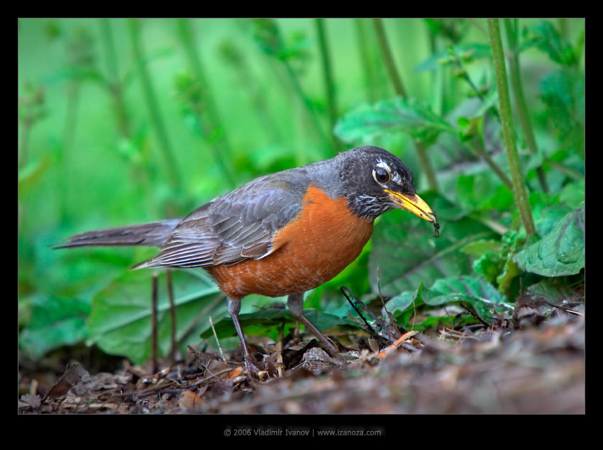 Заводной апельсин странствующий дрозд american robin Maryland US