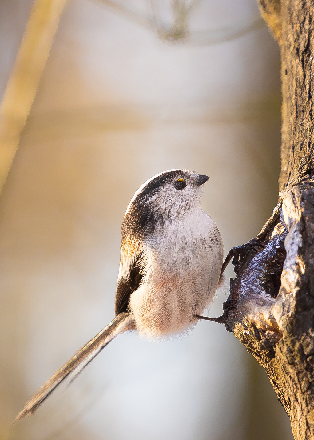 Long-tailed Ti 