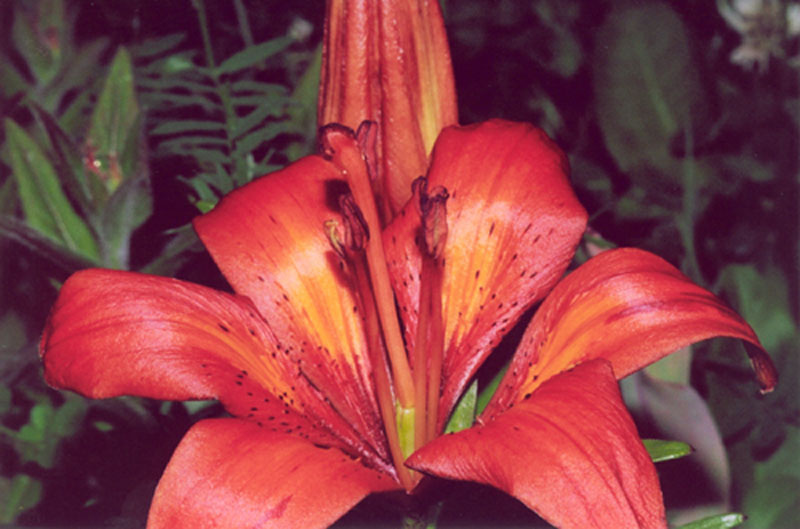 flower flower