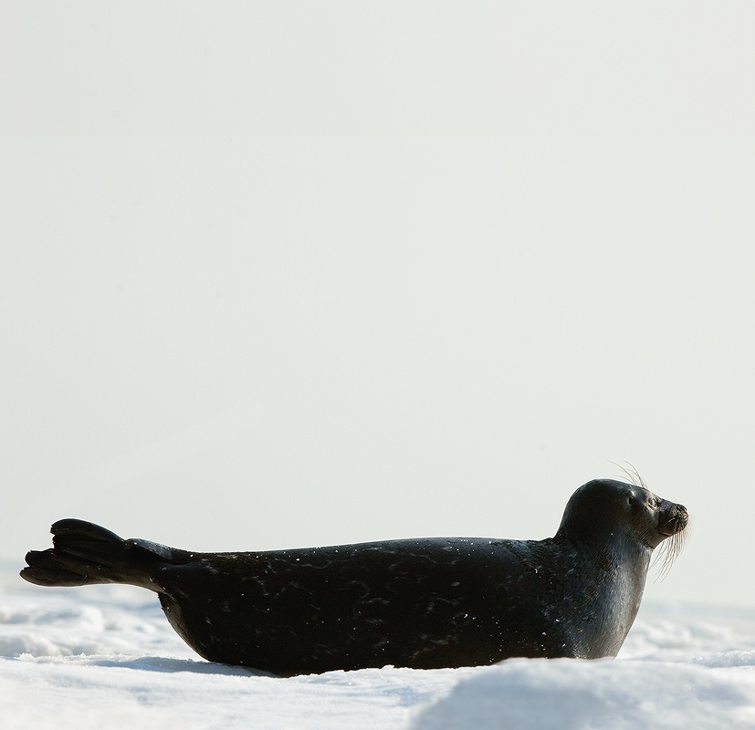 Phoca hispida ladogensis Nord. КОЛЬЧАТАЯ, НЕРПА, ладожский, подвид, Phoca, hispida, ladogensis, Nordquist, Ладога, озеро, апрель, торосы, весна, 2008, тюлень, снег, лёд