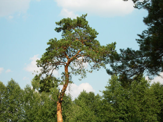 Лесная красавица дерево сосна tree nature
