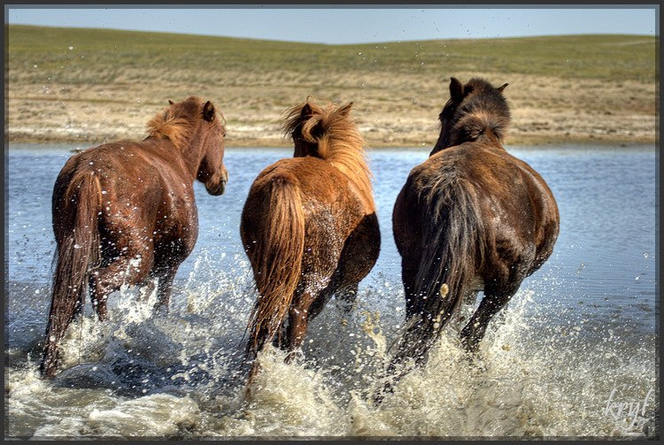 Три коня. лошади, Монголия, horse