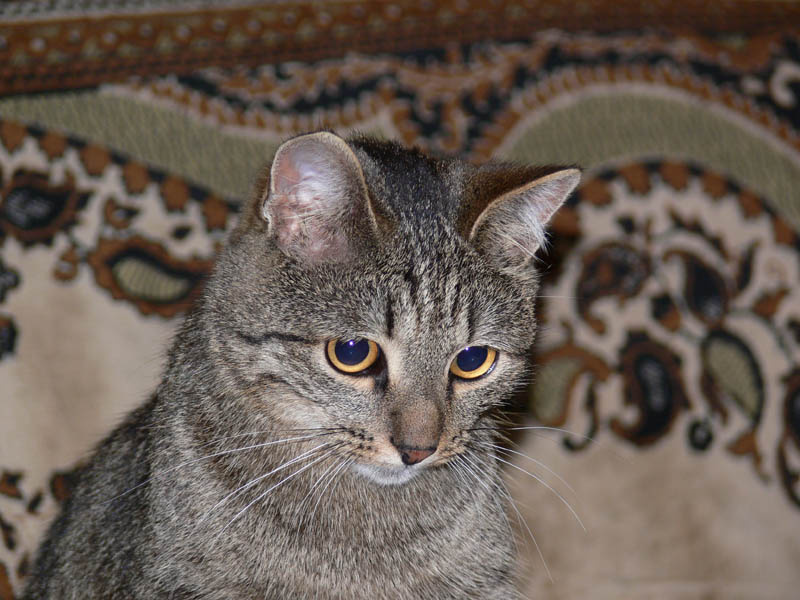 умница кот, кошка