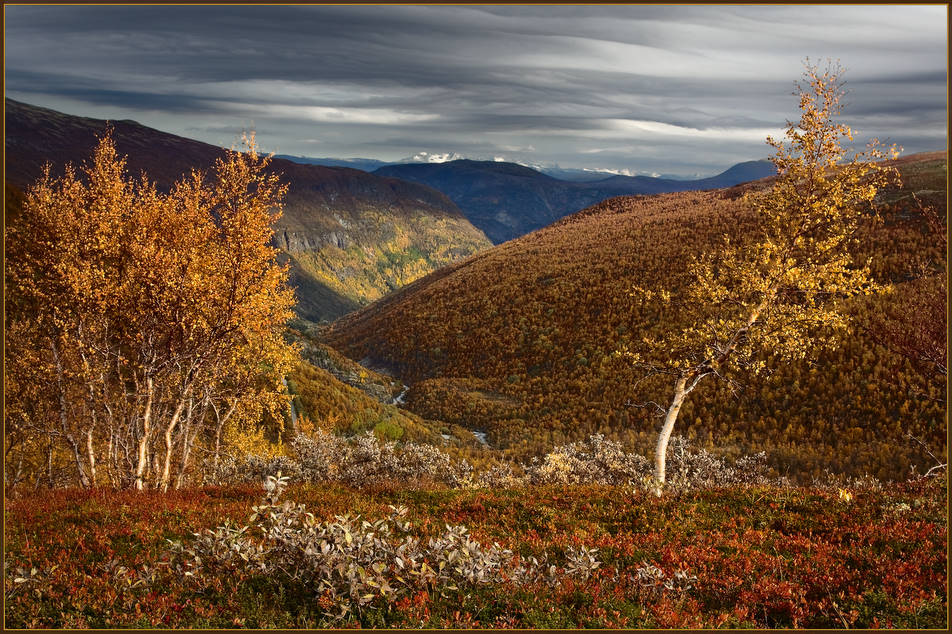 Золотые горы Aurland осень горы Норвегия береза карликовая Betula nana