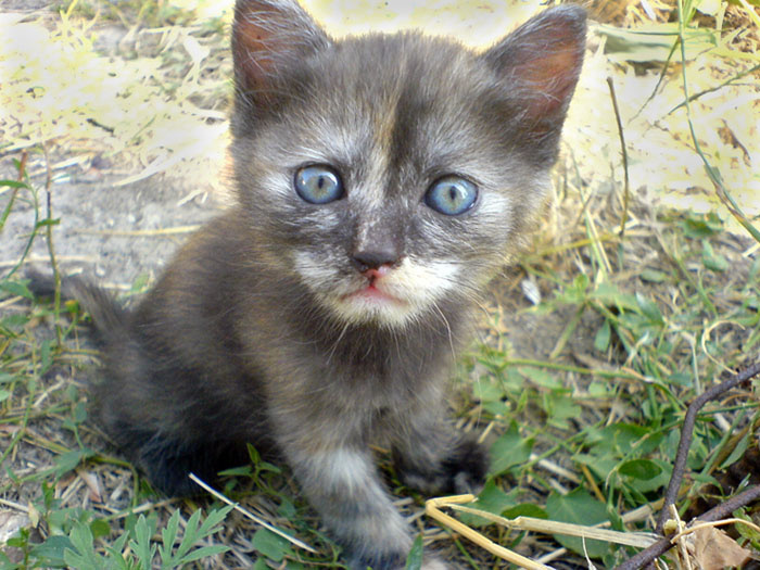 недетский взгляд котенок, взгляд