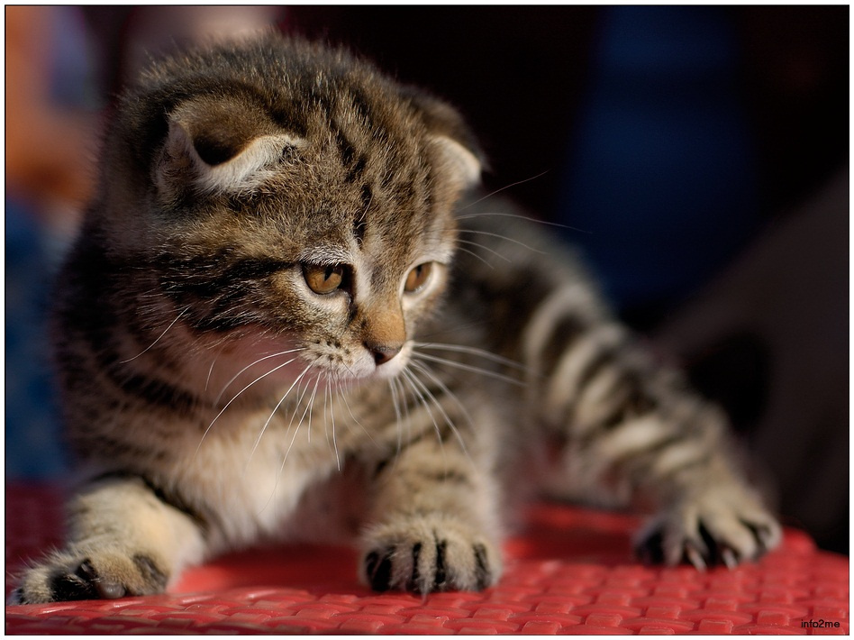 О чём он думает? кот кошка котёнок мысль рынок