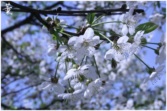 Sakura 