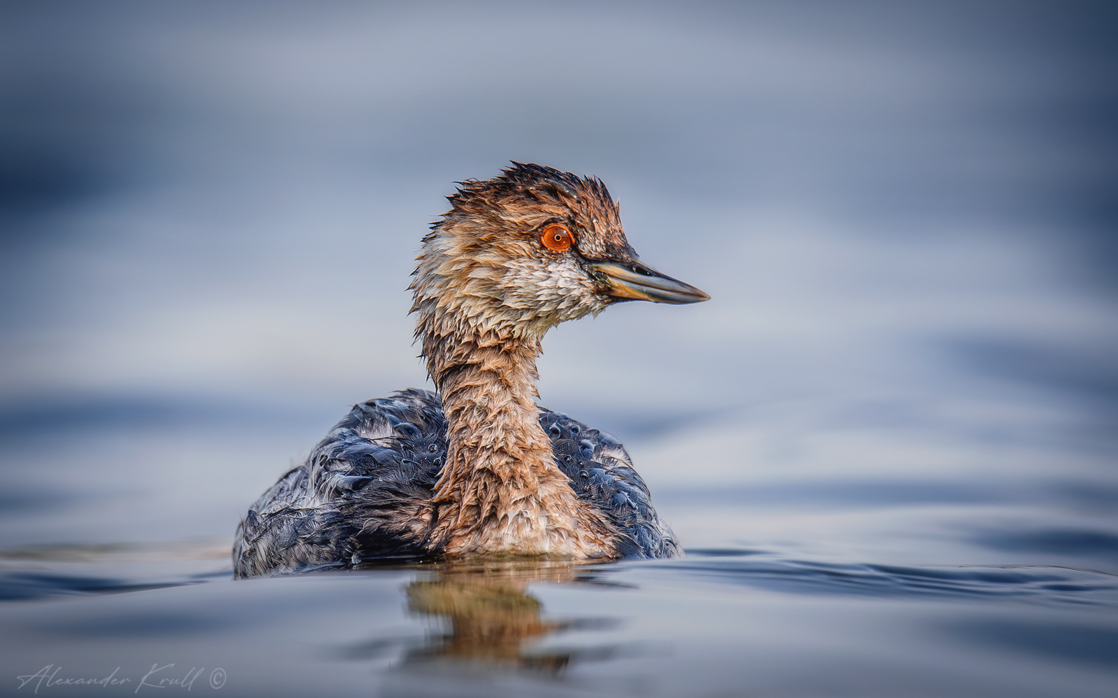 Портрет одной поганки поганка черношейная podiceps nigricollis