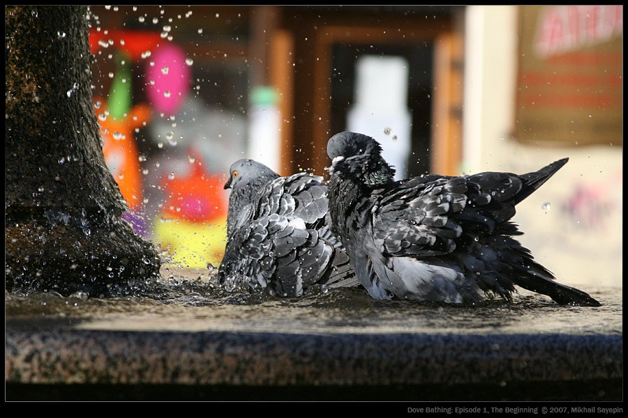 Dove Bathing: Episode I голуби фонтан питер