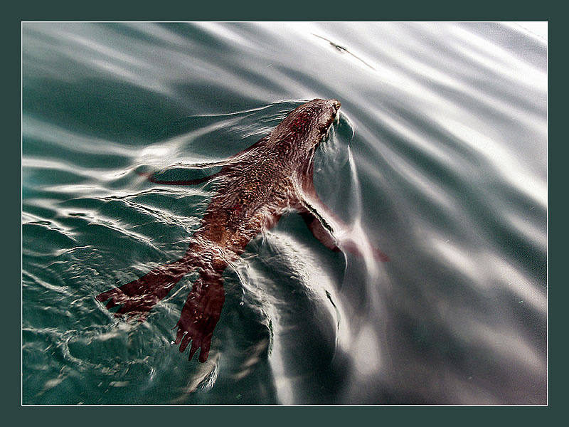 Тихое утро северный морской котик Callorhinus ursinus
