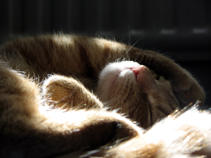 * * * кот, сон