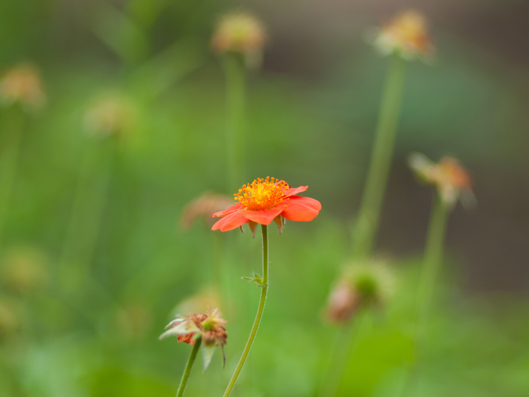 orange head цветы, природа
