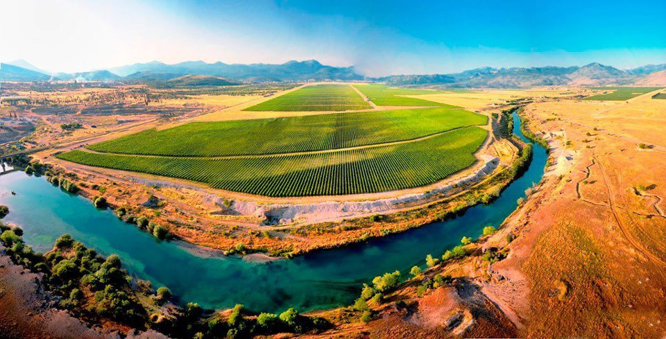 Podgorica-.Vinyard P