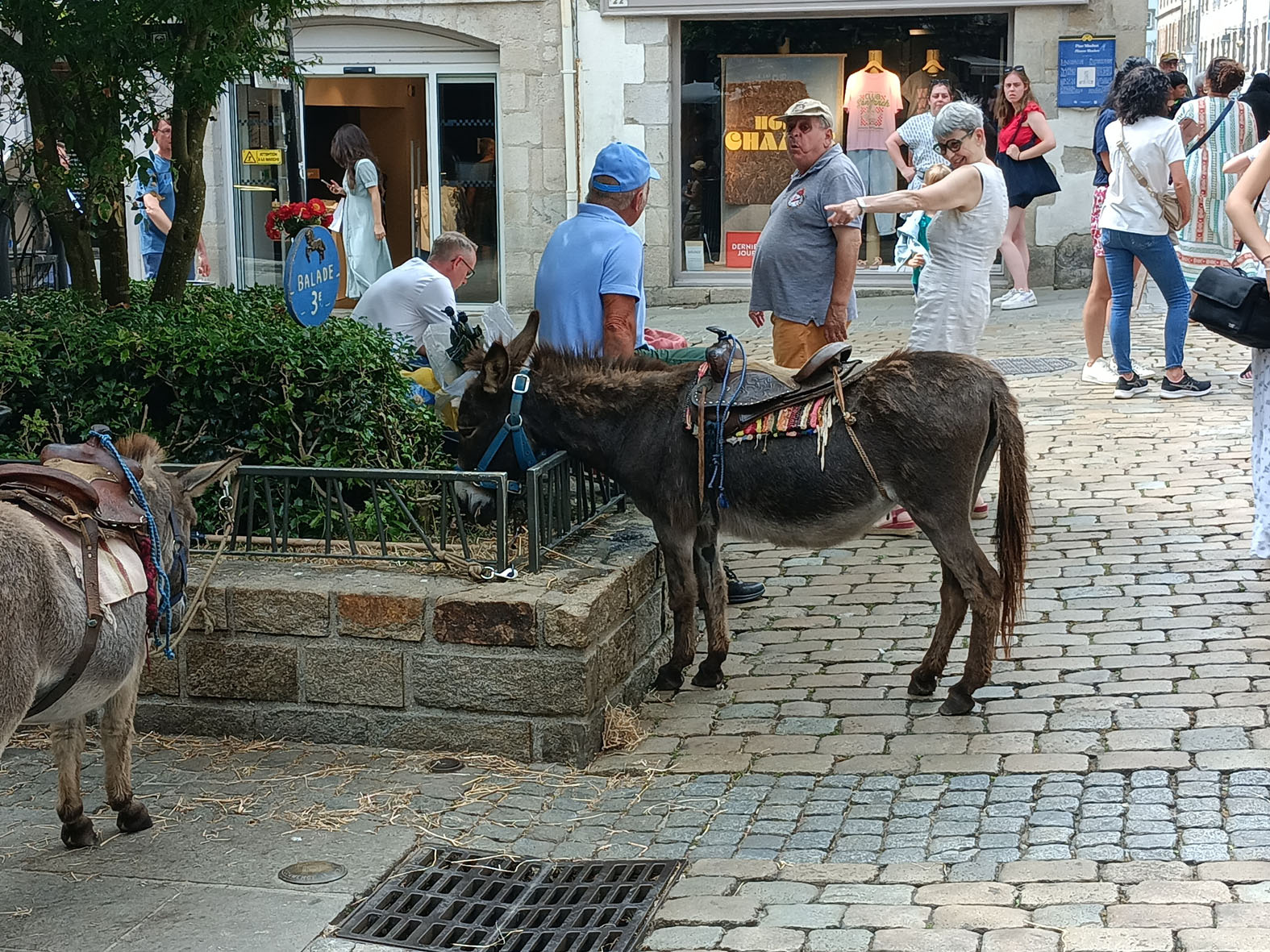Ой, Жан, смотри, какие ослики! Бретань Bretagne Финистер Finister Кемпер Quimper ослик