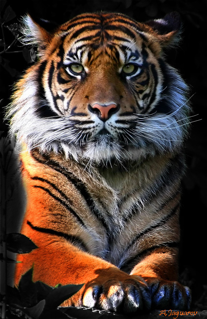 ... и просто Красавица! :))) Тигр Тигрица Tiger