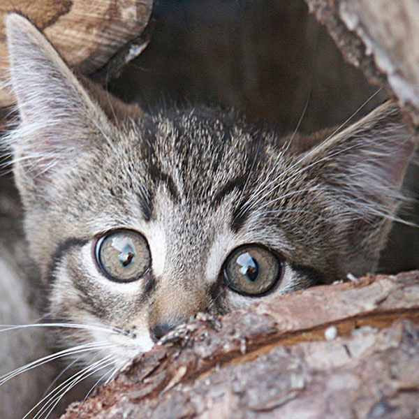FEAR SEE лето, лесная вырубка, котята