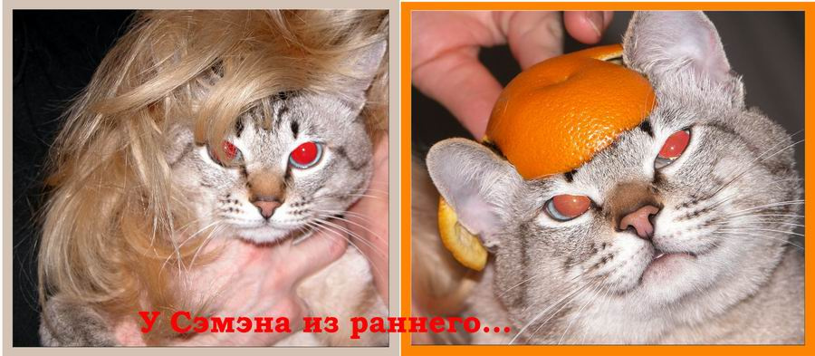 В поисках себя: то ли Мэрлин Монро, то ли магнат российский:) кот Сэмэн и дурная хозяйка
