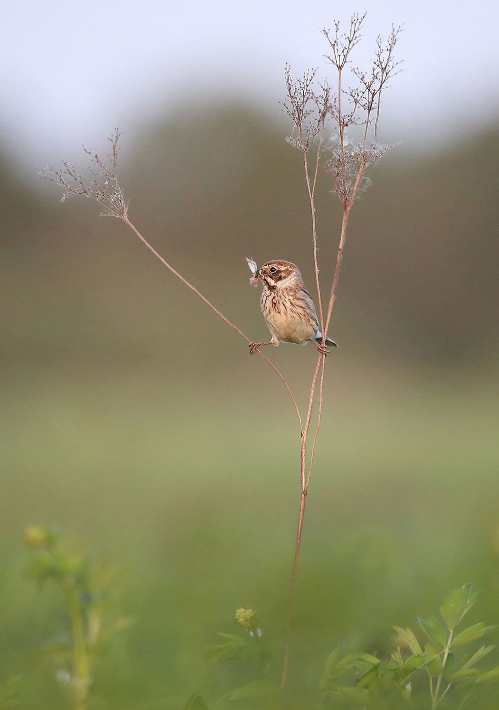 шпагат аля Ван Дамм камышовая овсянка Emberiza schoeniclus common reed bunting