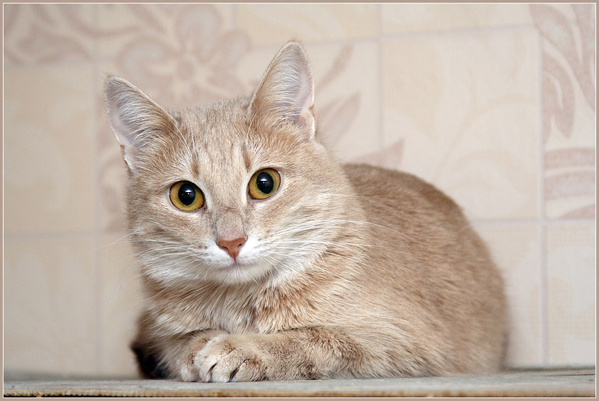 Варвара кошка кот