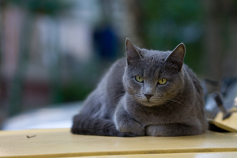 Бродяга кошка