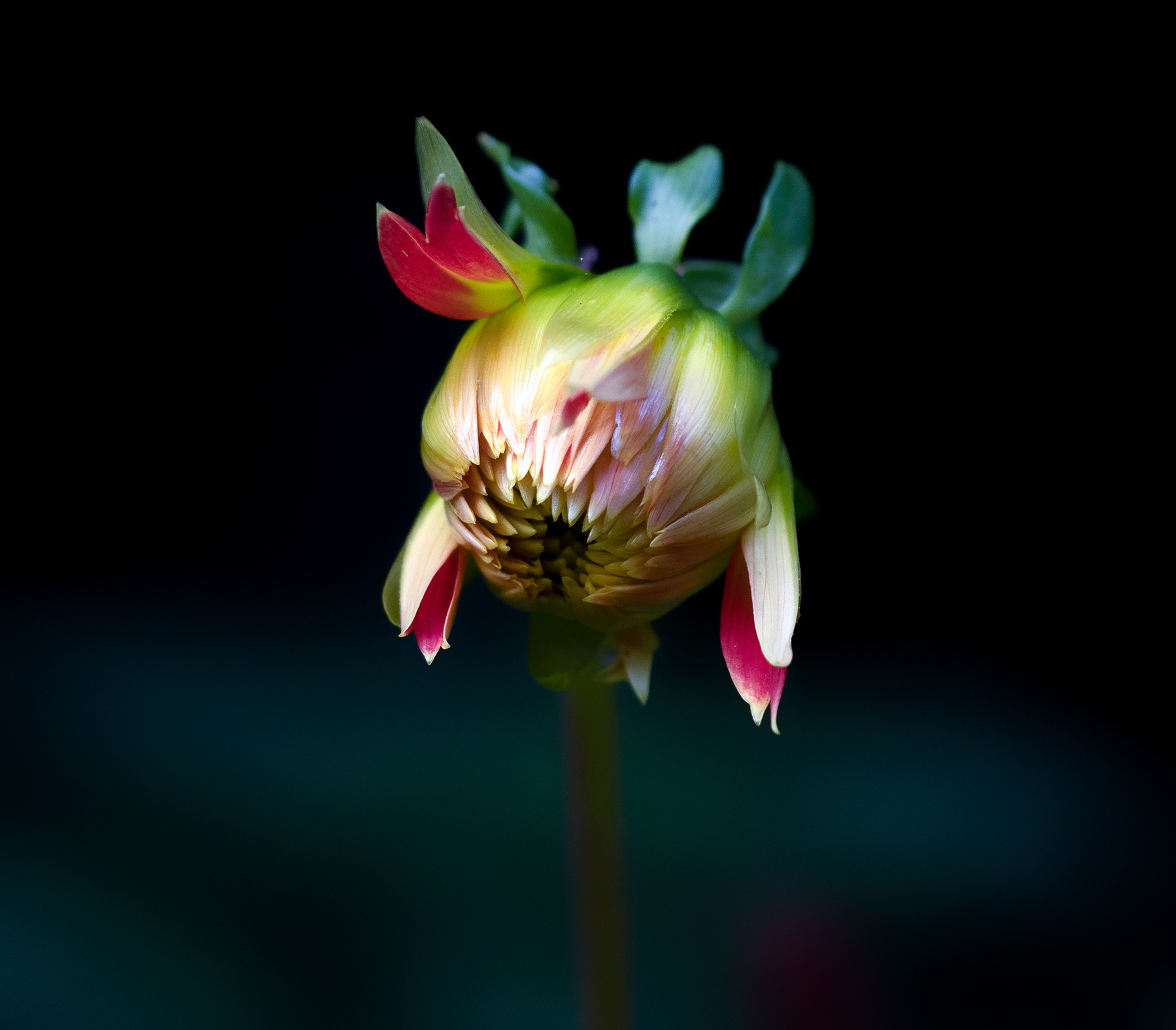 бутон 