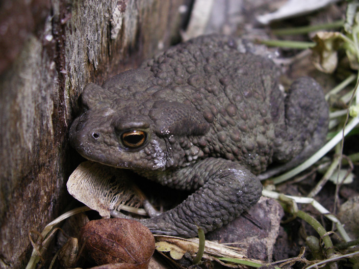 08 (the toad) жаба земноводные
