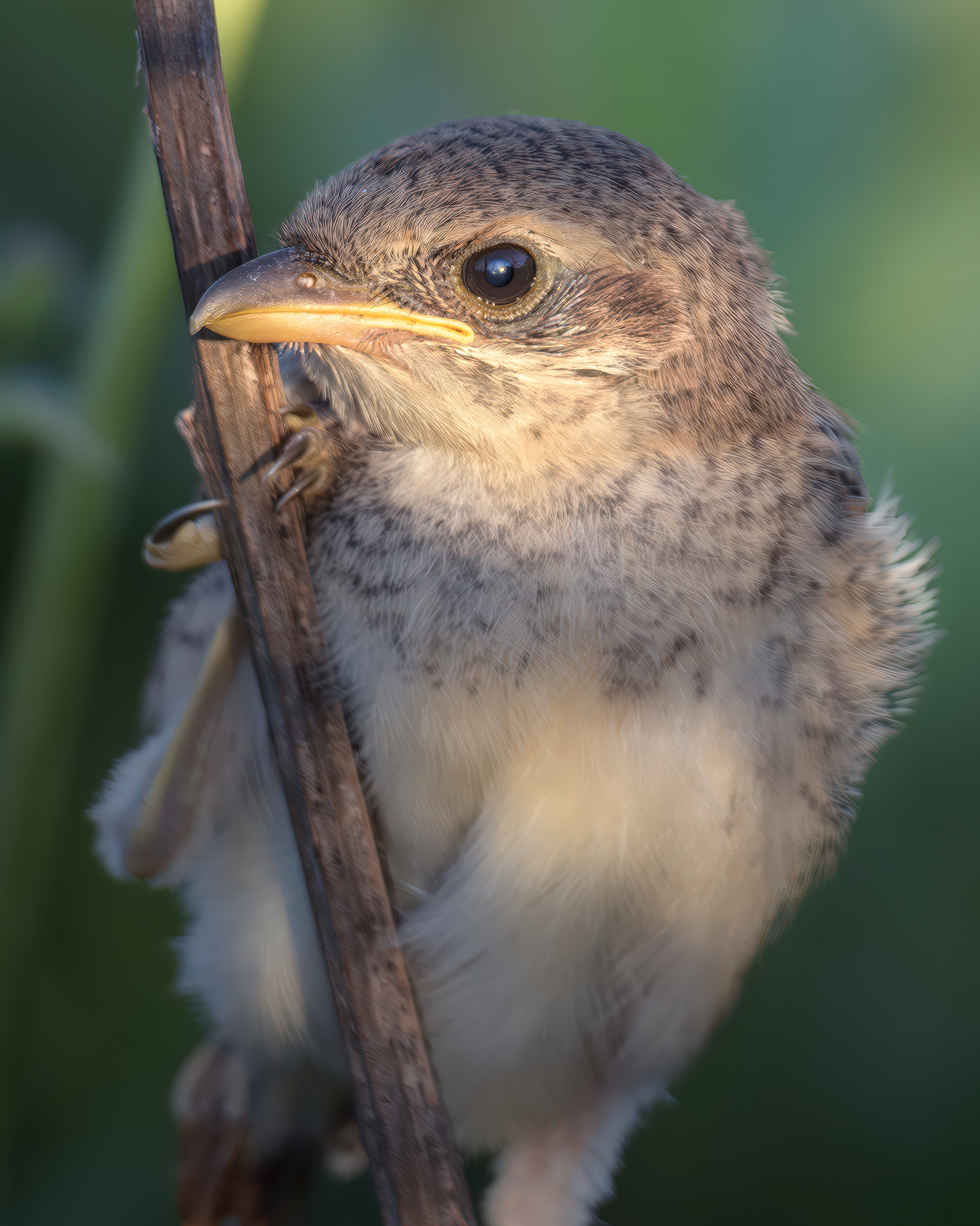 Обыкновенный жулан (Lanius collurio) 