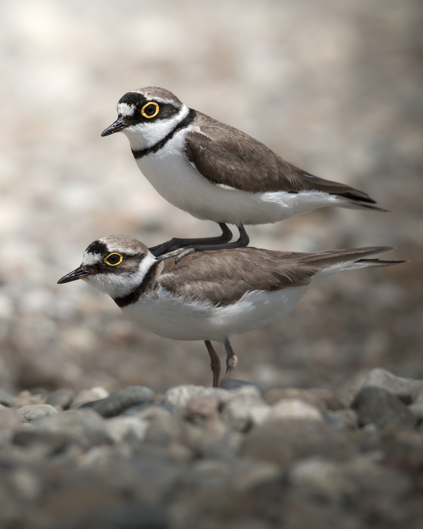 Малый зуёк (Charadrius dubius) 