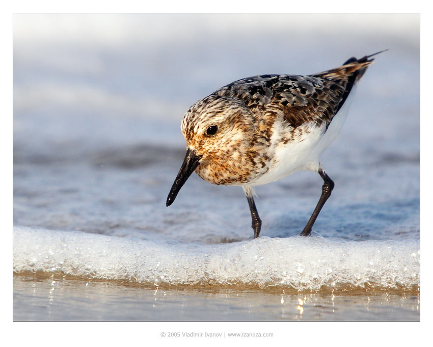 Погонщик волн песчанка, sanderling, Maryland, US