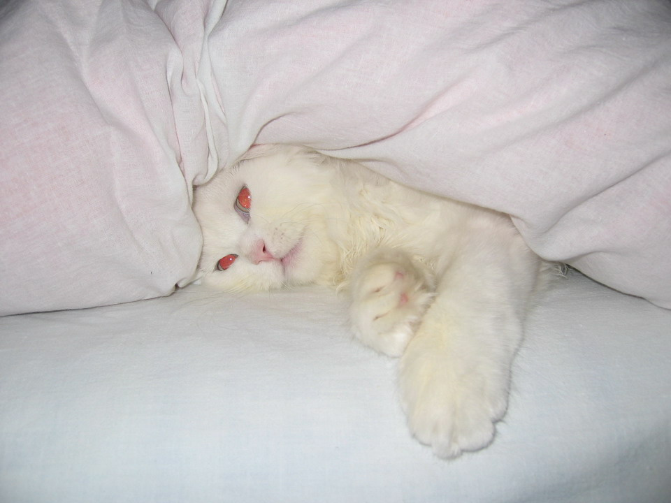 спящий котенок котенок сон