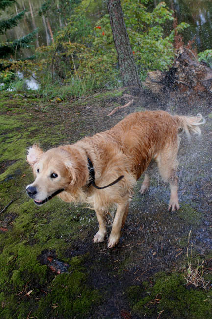 Золотистый ретривер после купания собака ретривер купание встряхивается Селигер